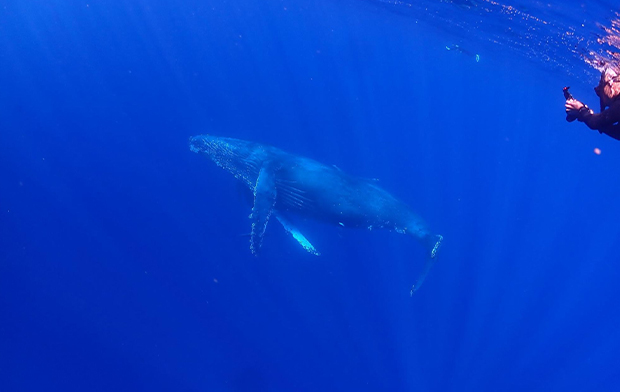 クジラのイメージ