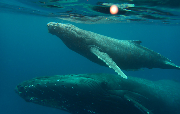 クジラ探しのイメージ