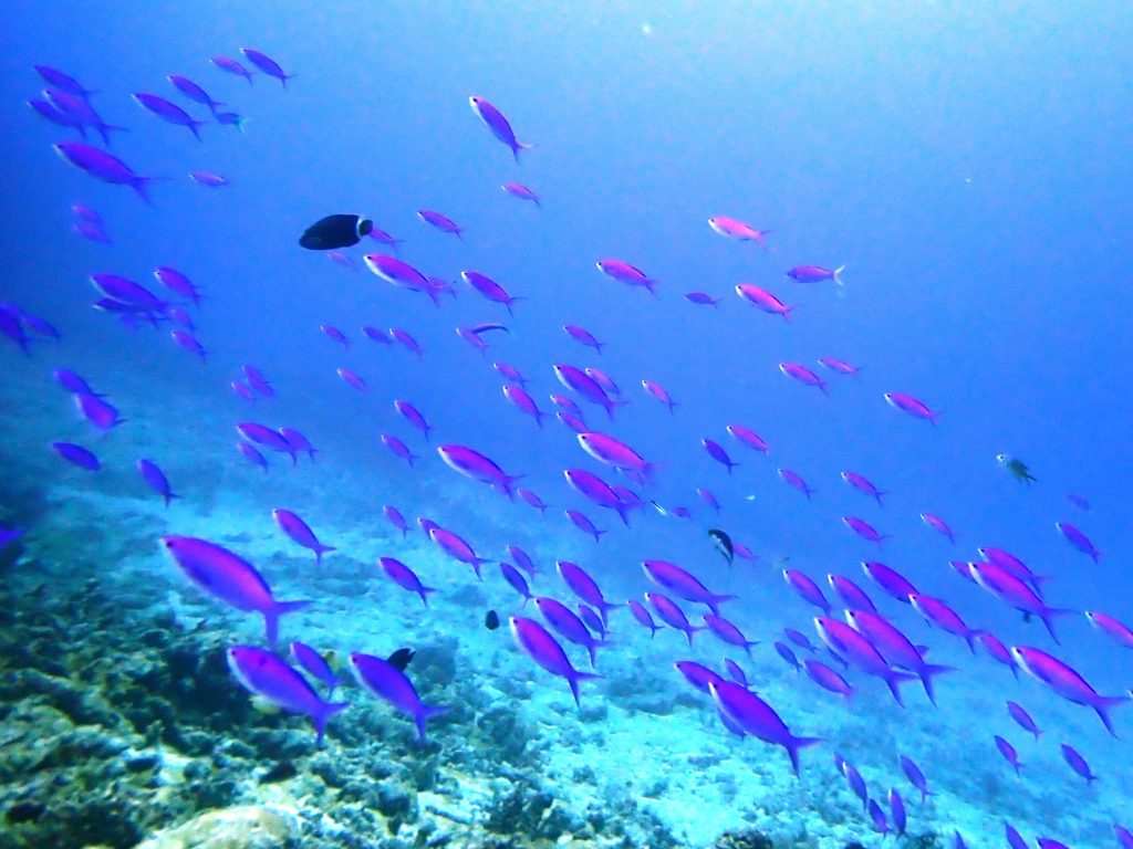 美ら海を見に シーマックスダイビングクラブ沖縄