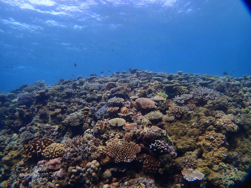 海教室３０回目 沖縄のサンゴ礁 シーマックスダイビングクラブ沖縄