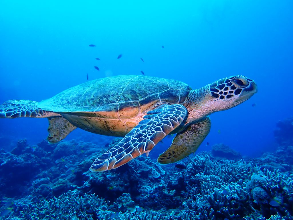海 の 生き物画像 | 海の生き物の写真 – NNIWK