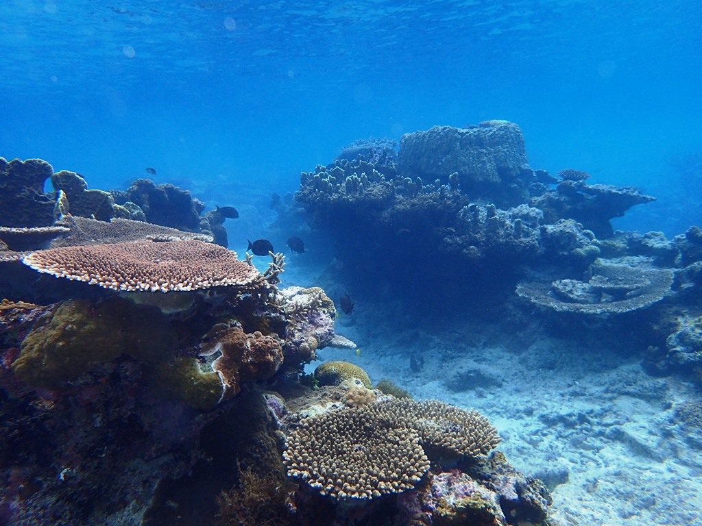 サンゴの海