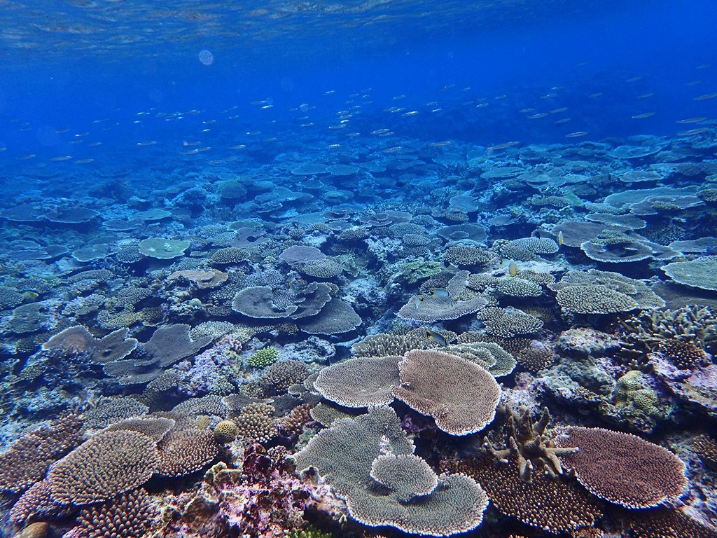 サンゴの海２
