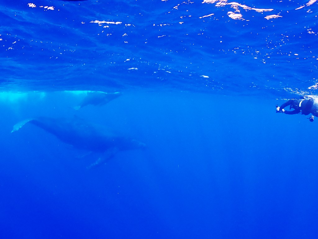 クジラ01
