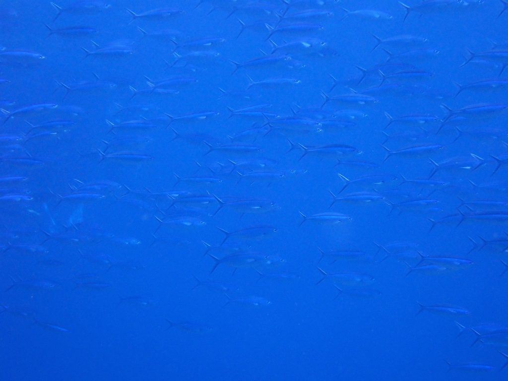 p4050109