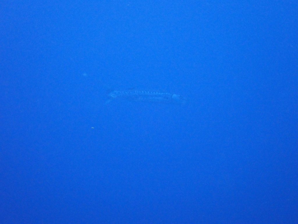 p5050185