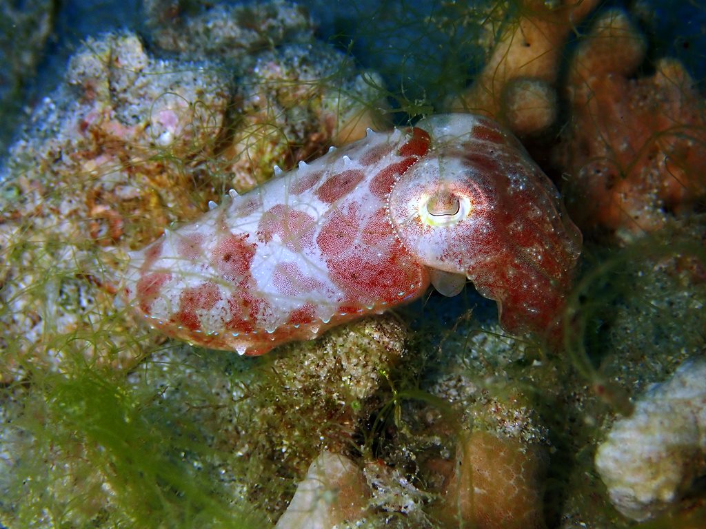 春の産卵シーズンからベビーラッシュへ コブシメの赤ちゃん発見 シーマックスダイビングクラブ沖縄