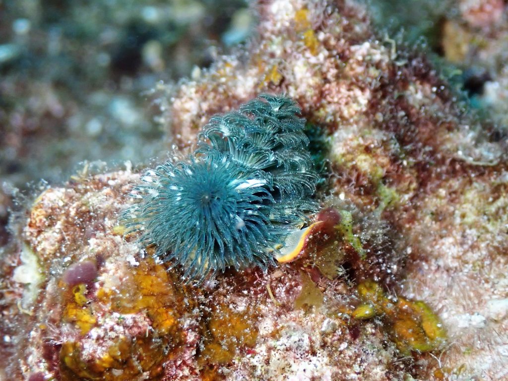 p6110129