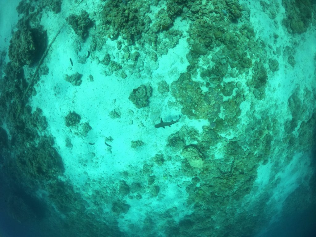 DCIM100GOPROGOPR1534.JPG