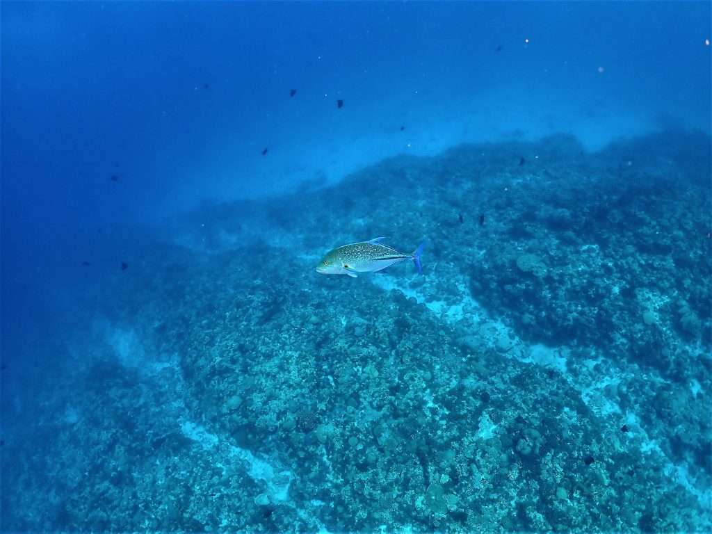 p8260438