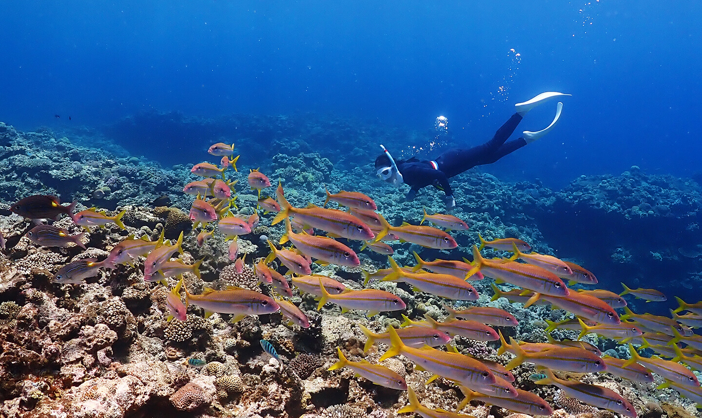 PADI スキン・ダイバー M