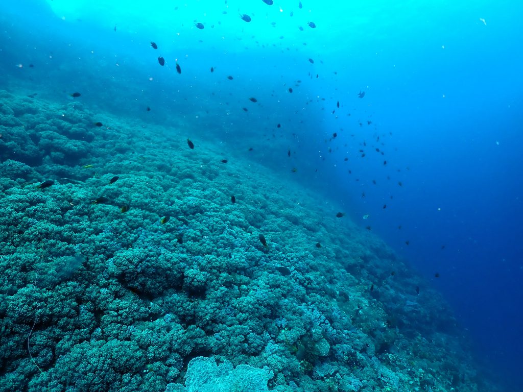 海の中に立派な！？キャベツ畑！