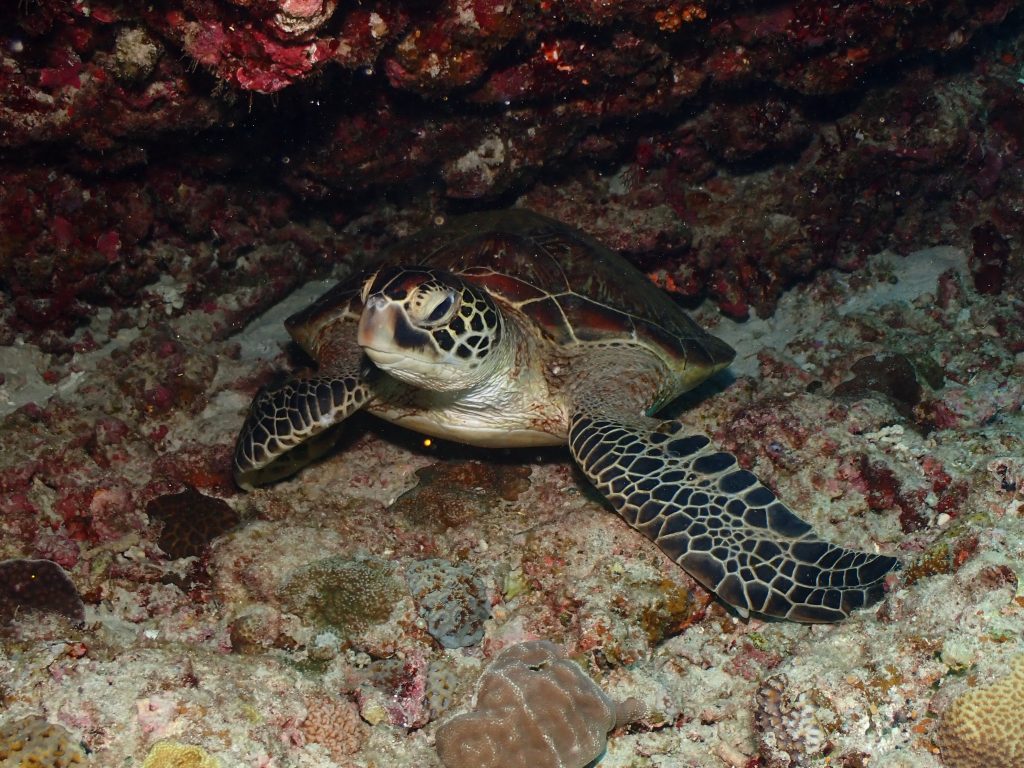 p5110687