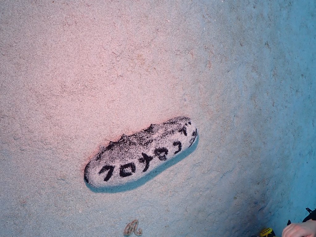 p5180259