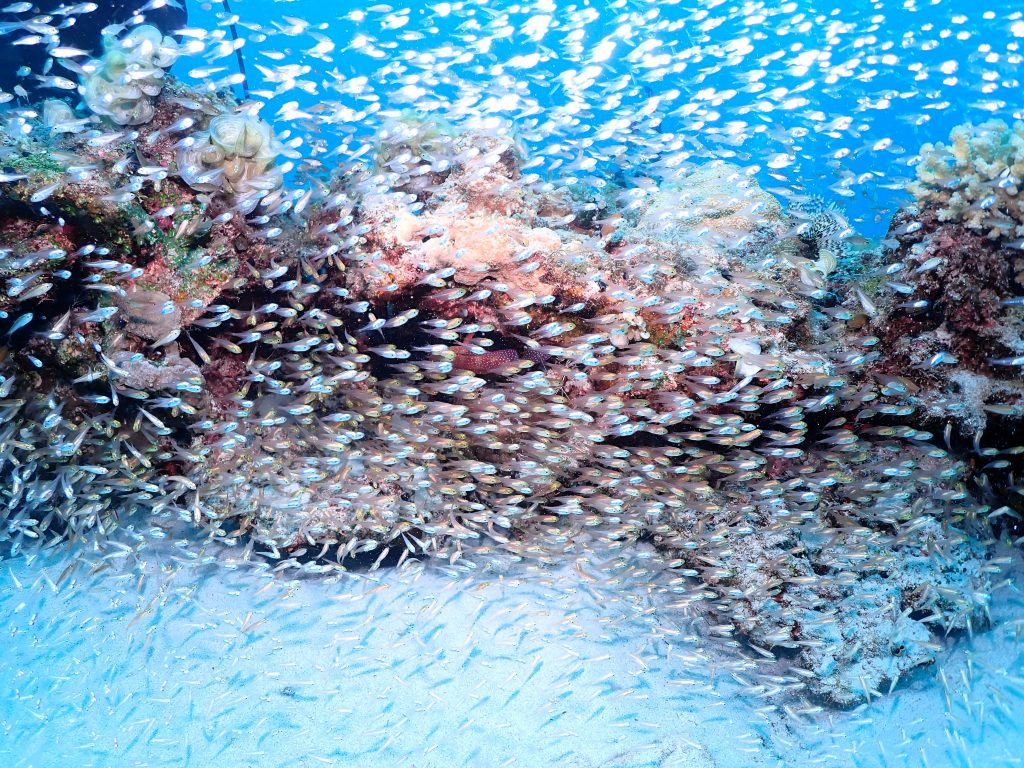 p5230349