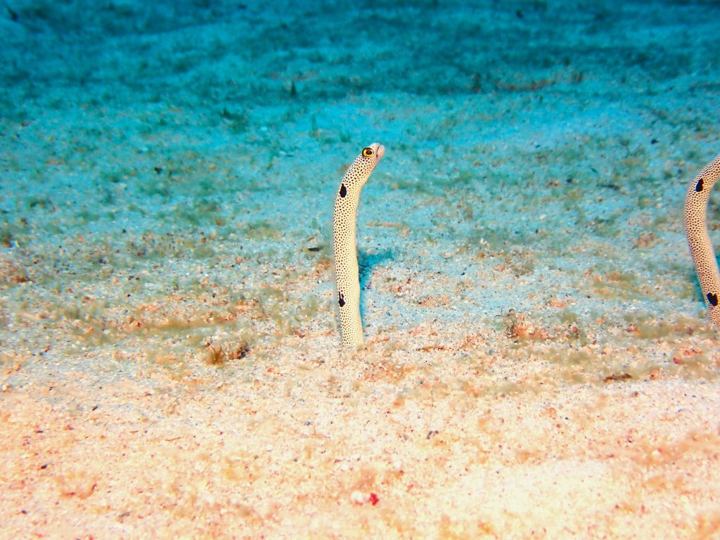 p5230395