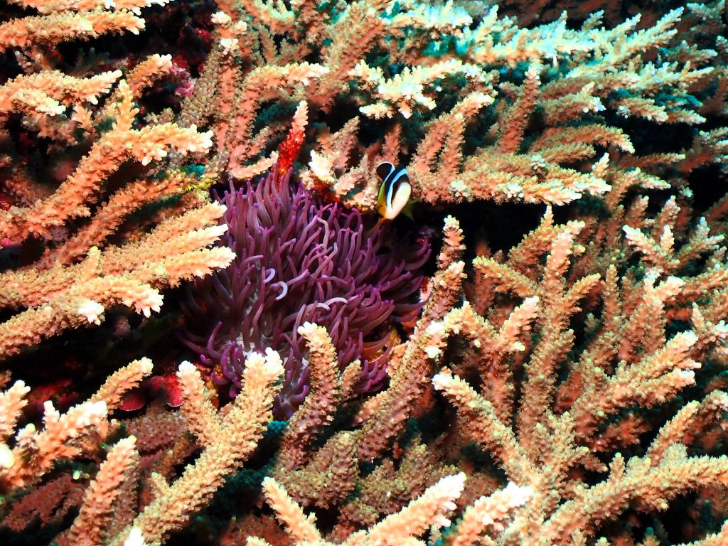 p5270292