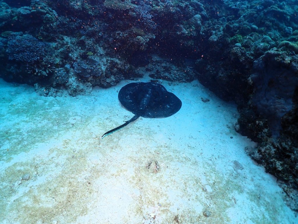 p5280378