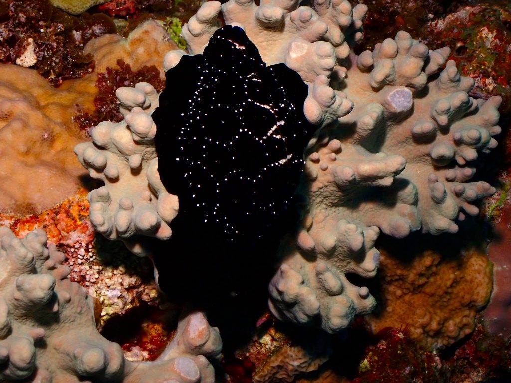 p5280427