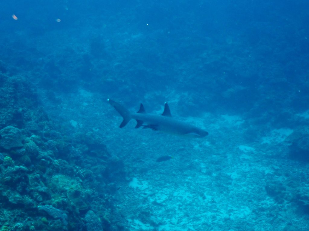 p6070091