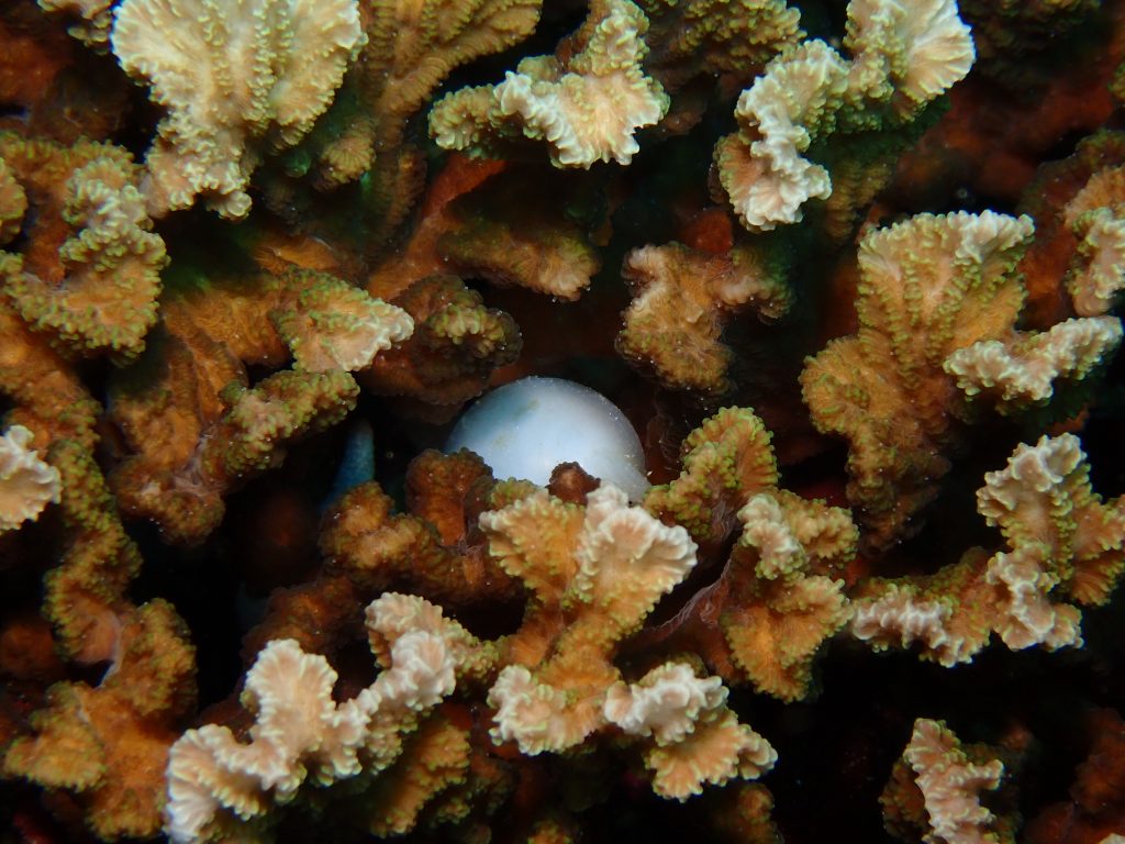 p6260286