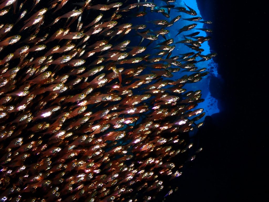 p7020010