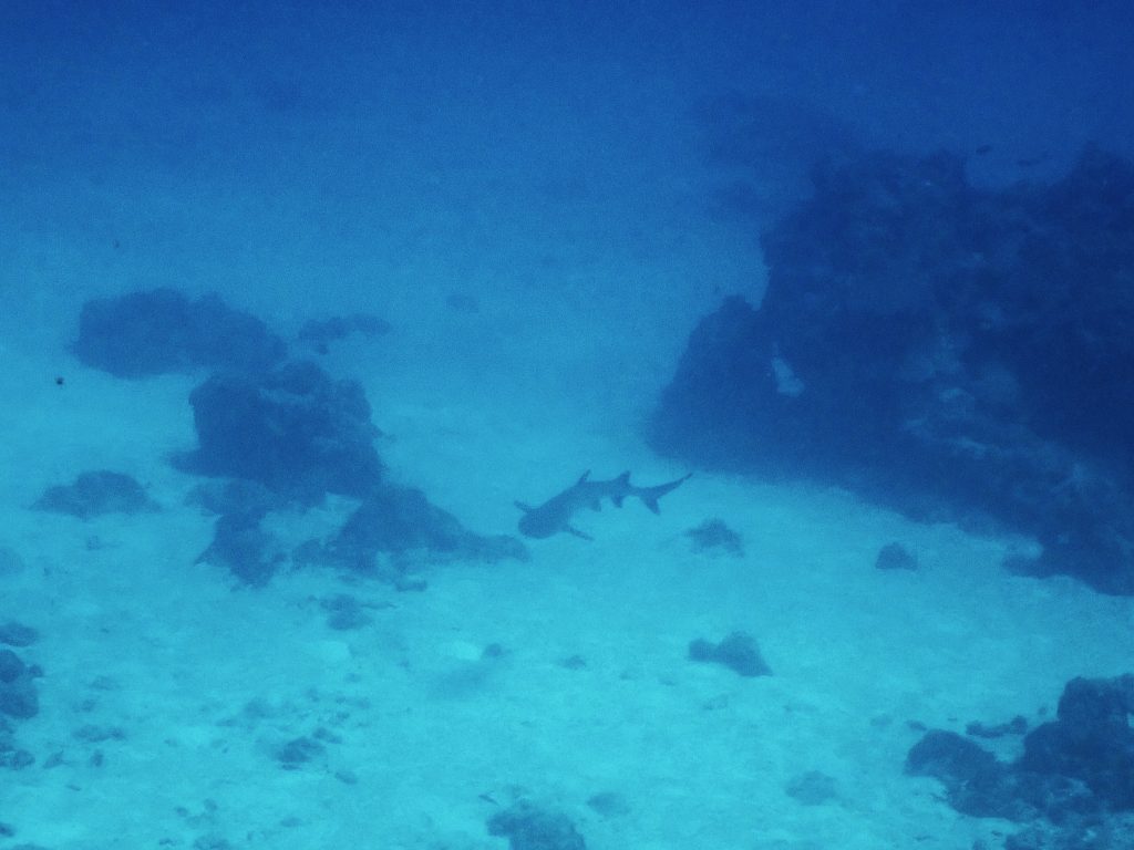 p7050194