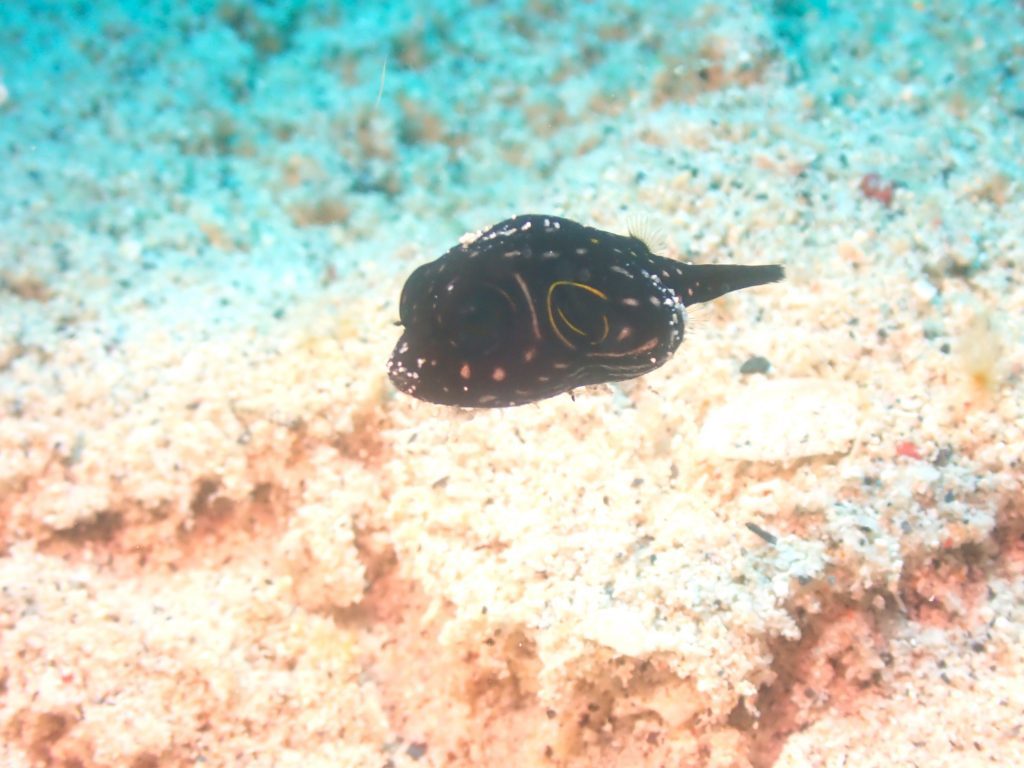 p7051134