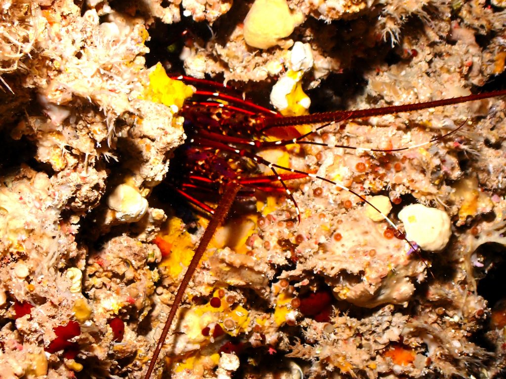 p7200052