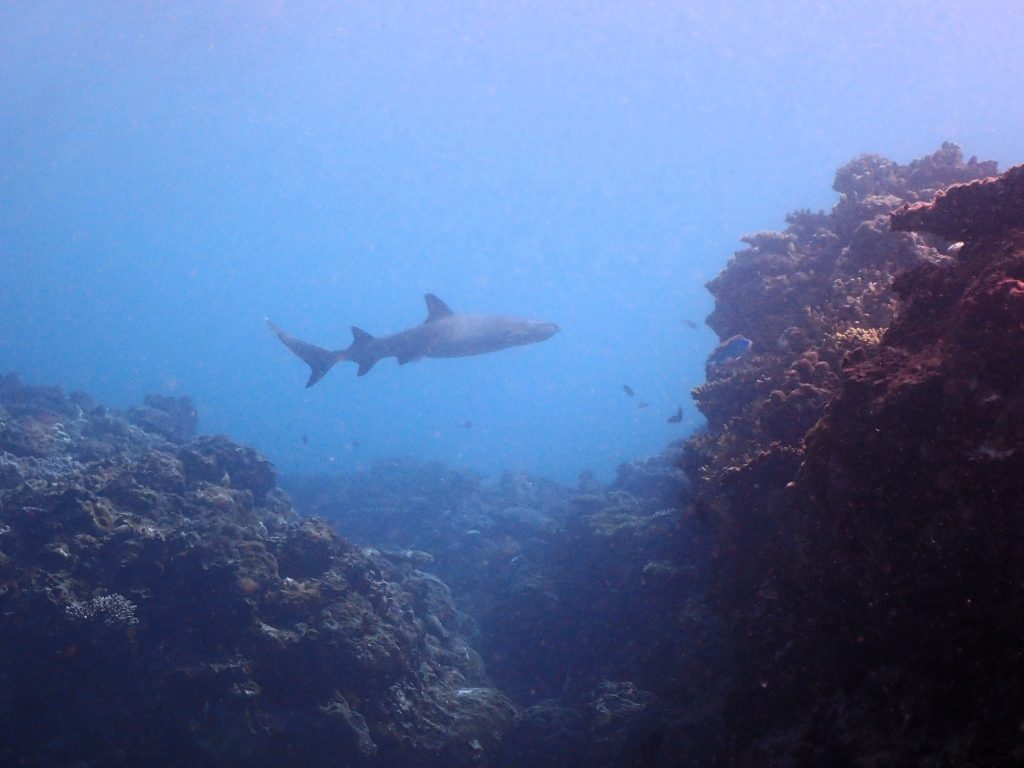 pb090079