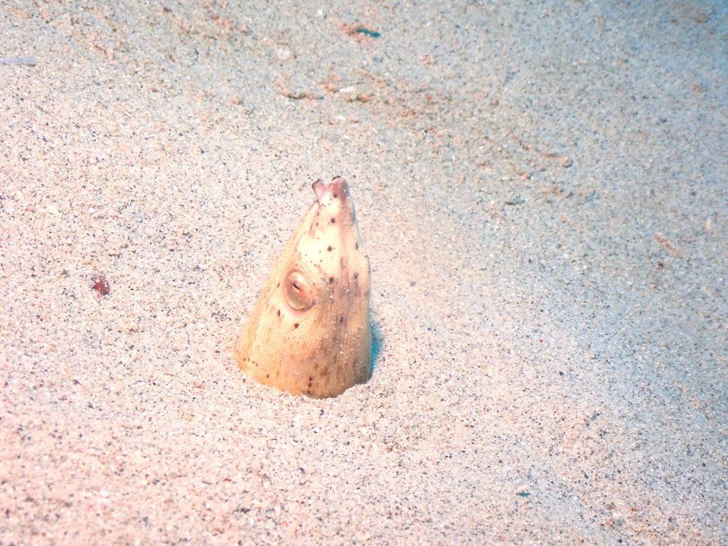 pb240288