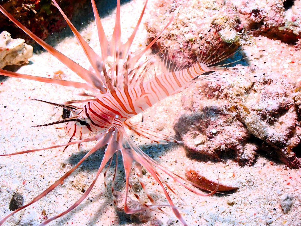 pc130116
