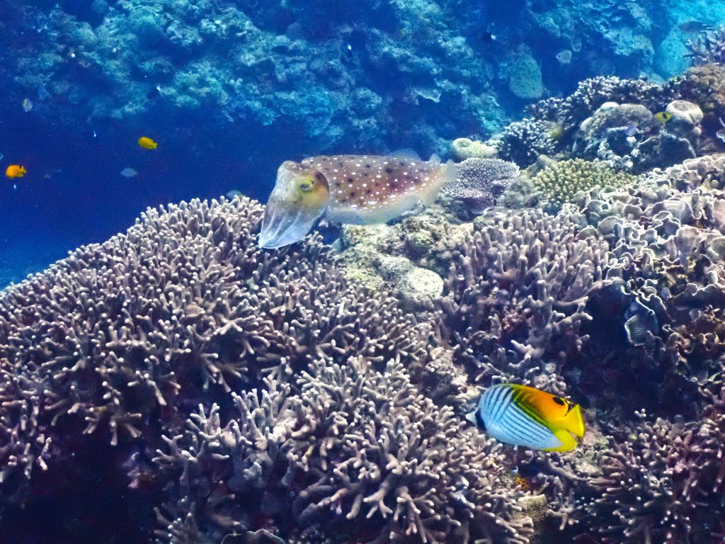 p1010084