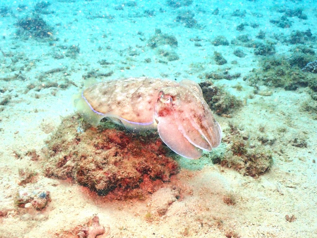 p2090079