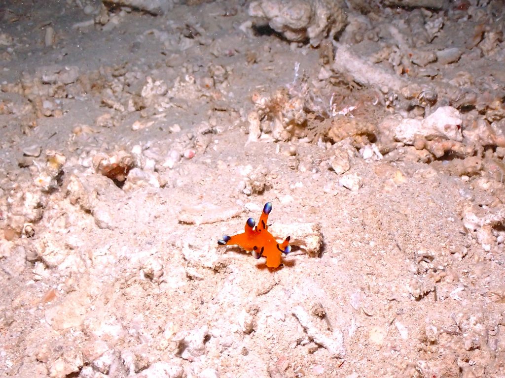 p2090094