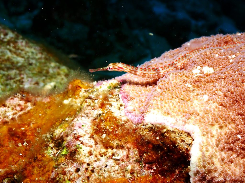p2210204