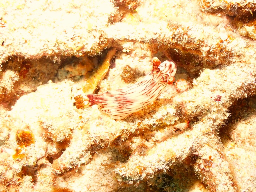 p2210256