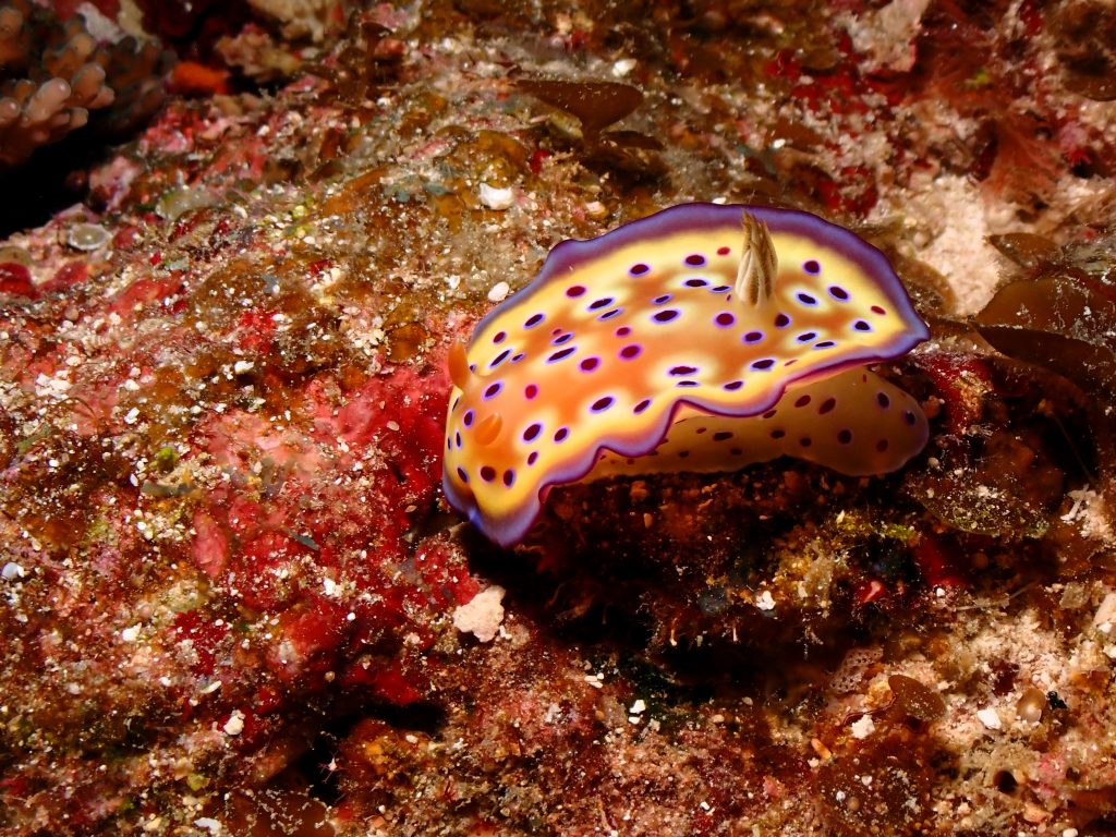 p2220385