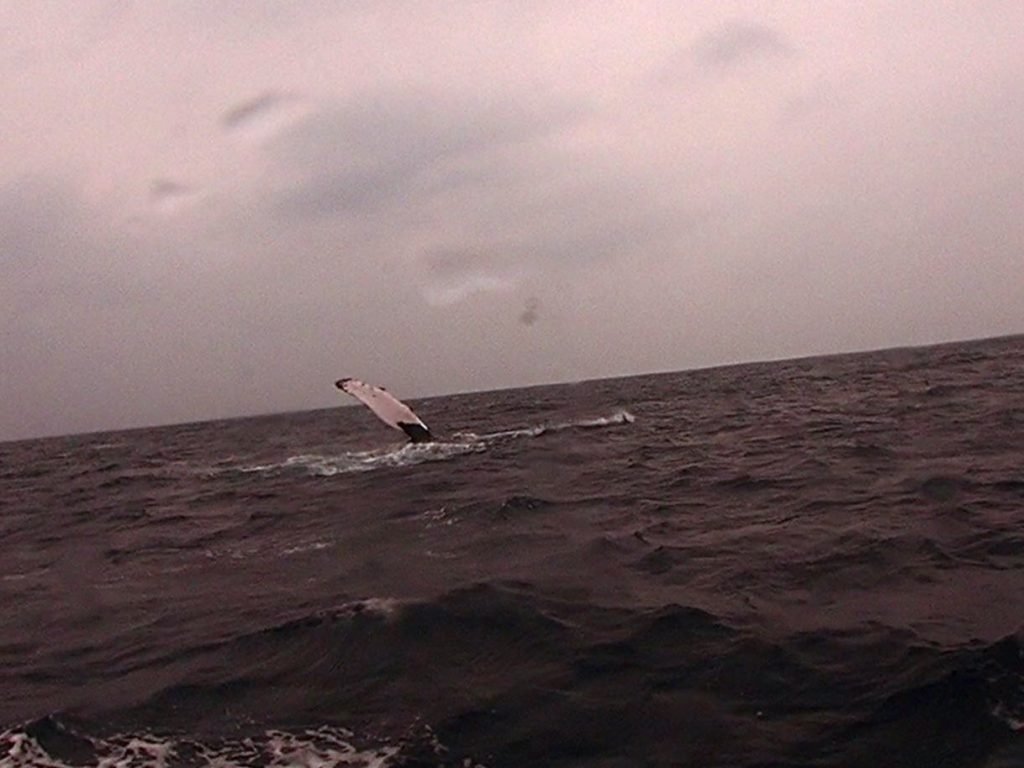 p2230447-frame-at-0m3s