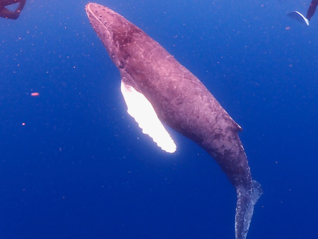 p3090118