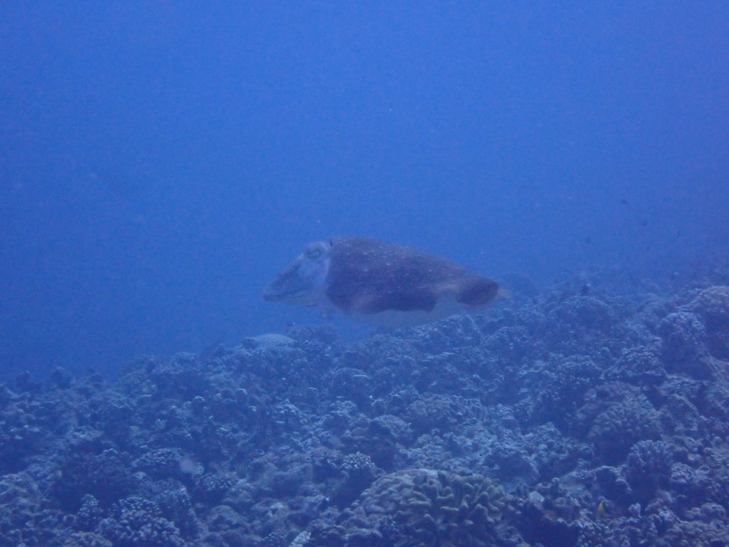 p4190271