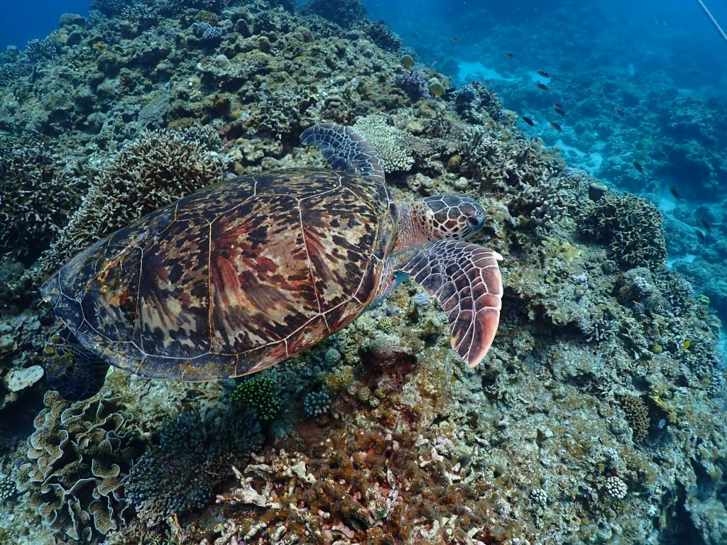 p4270216
