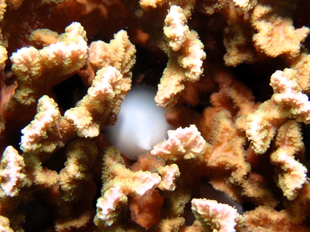 p5010106