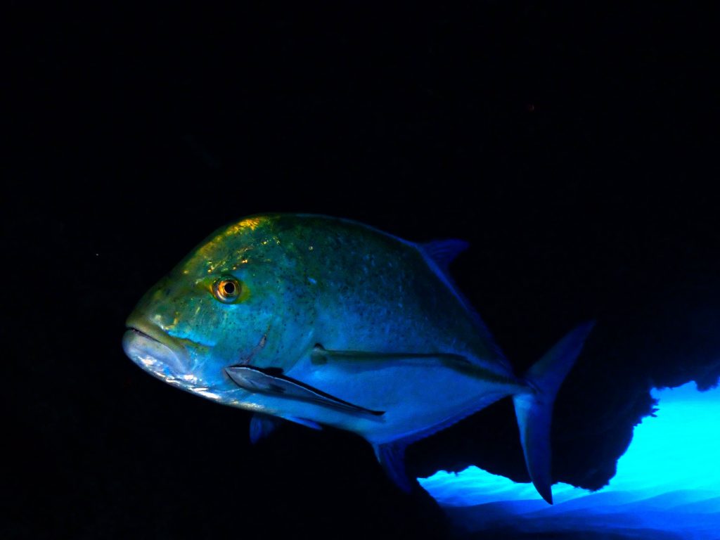 p5030013