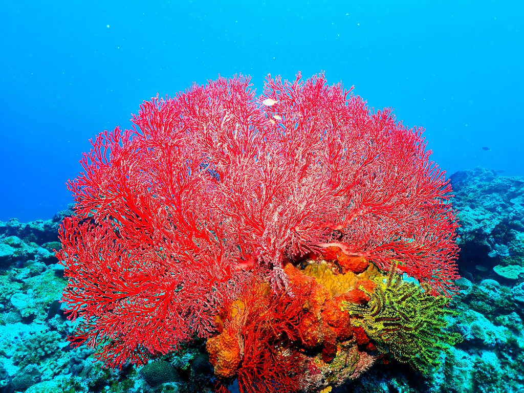 p5230066