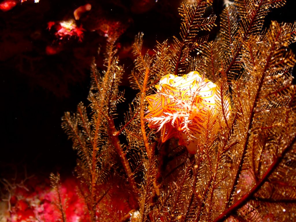 p5230083