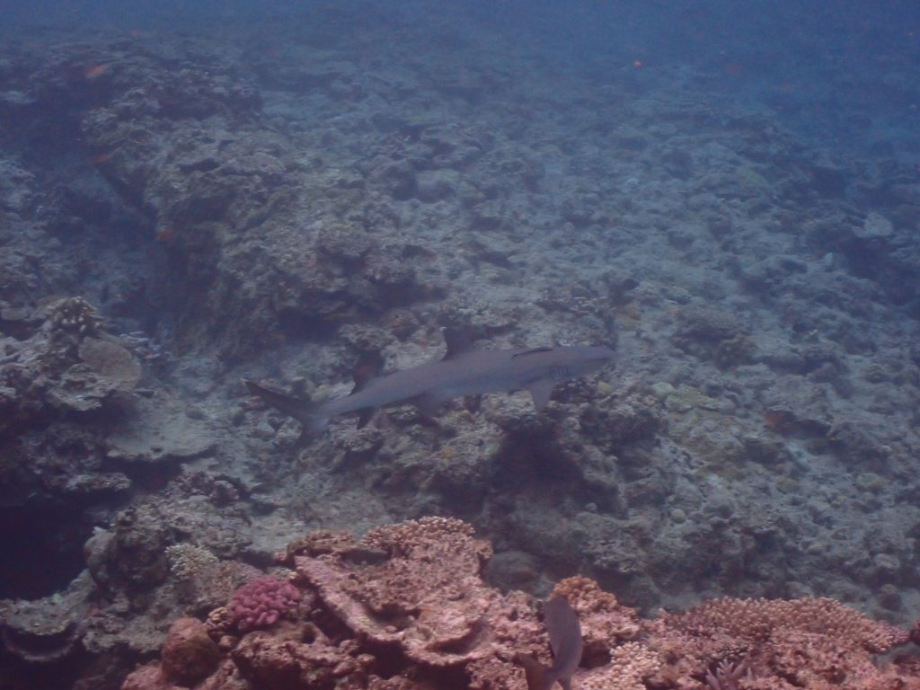 p5250345