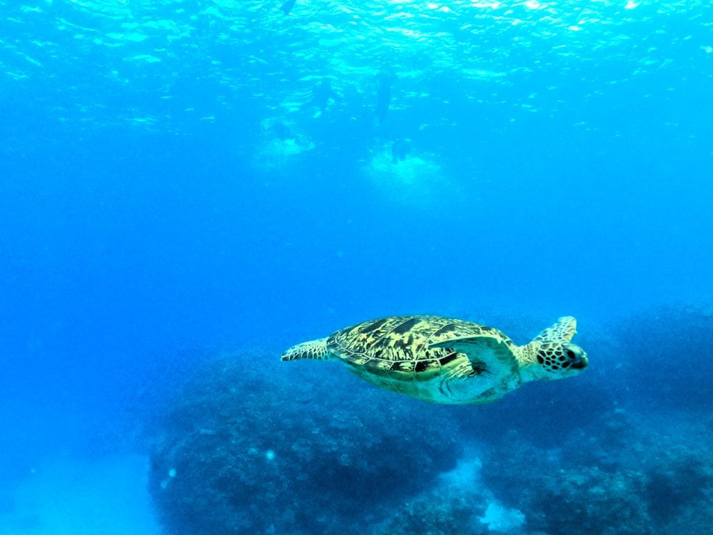 DCIM100GOPROGOPR4937.JPG