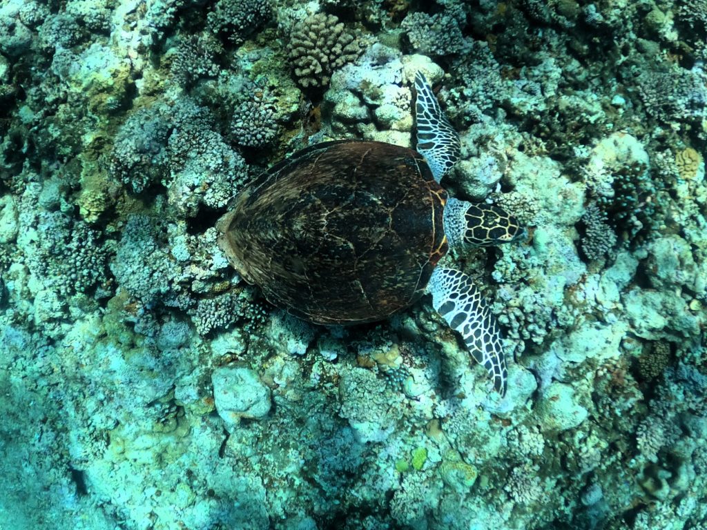 DCIM100GOPROGOPR4993.JPG