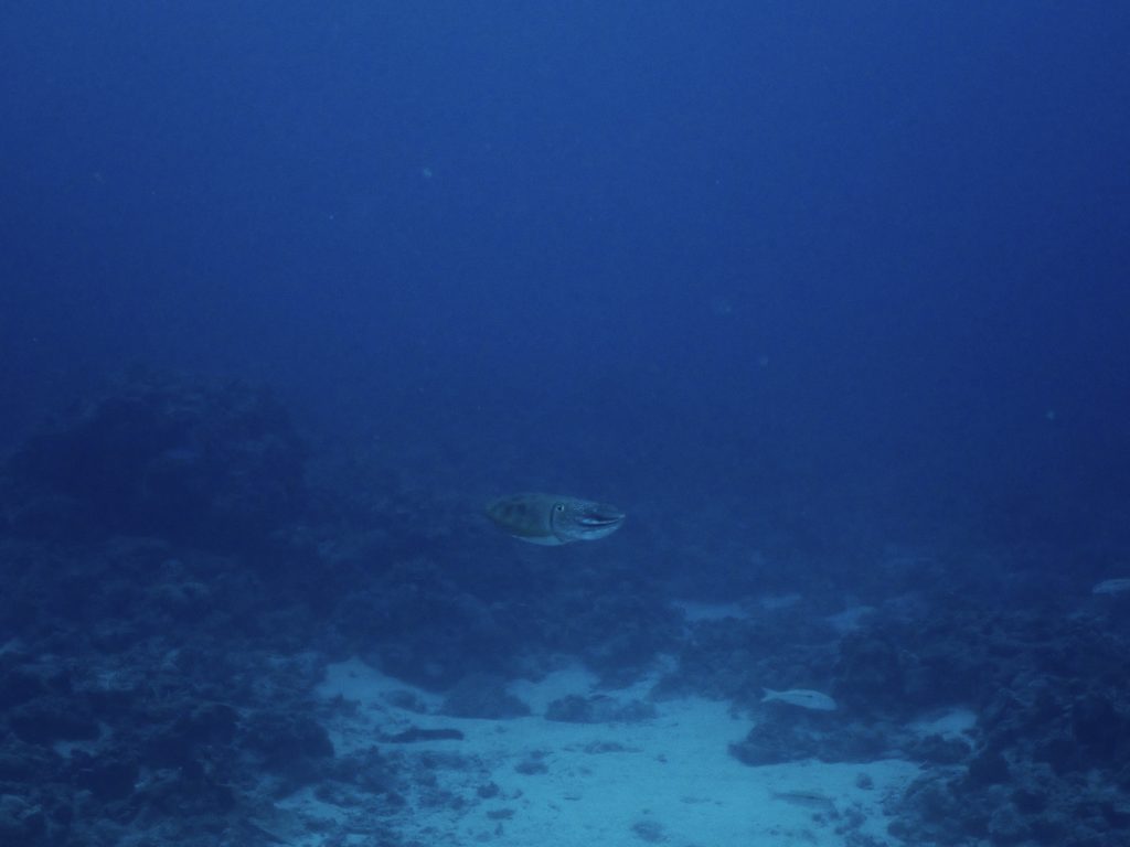 p6010190